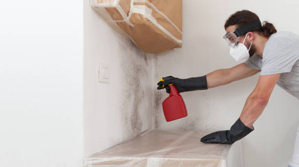 Professional Basement Mold Remediation technician working in Pine Brook, NJ