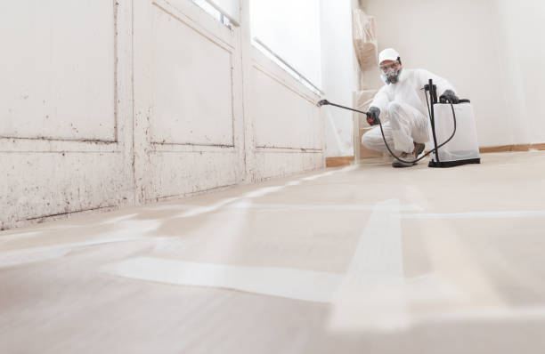24/7 Emergency Basement Mold Remediation experts in Pine Brook, NJ