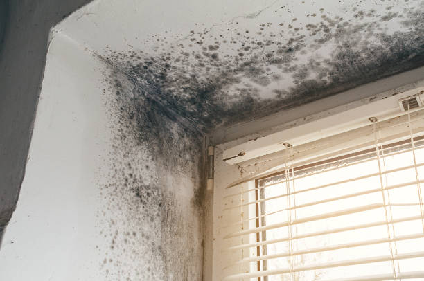 Affordable Basement Mold Remediation solutions in Pine Brook, NJ