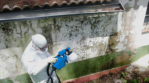 Top rated local Basement Mold Remediation specialists in Pine Brook, NJ
